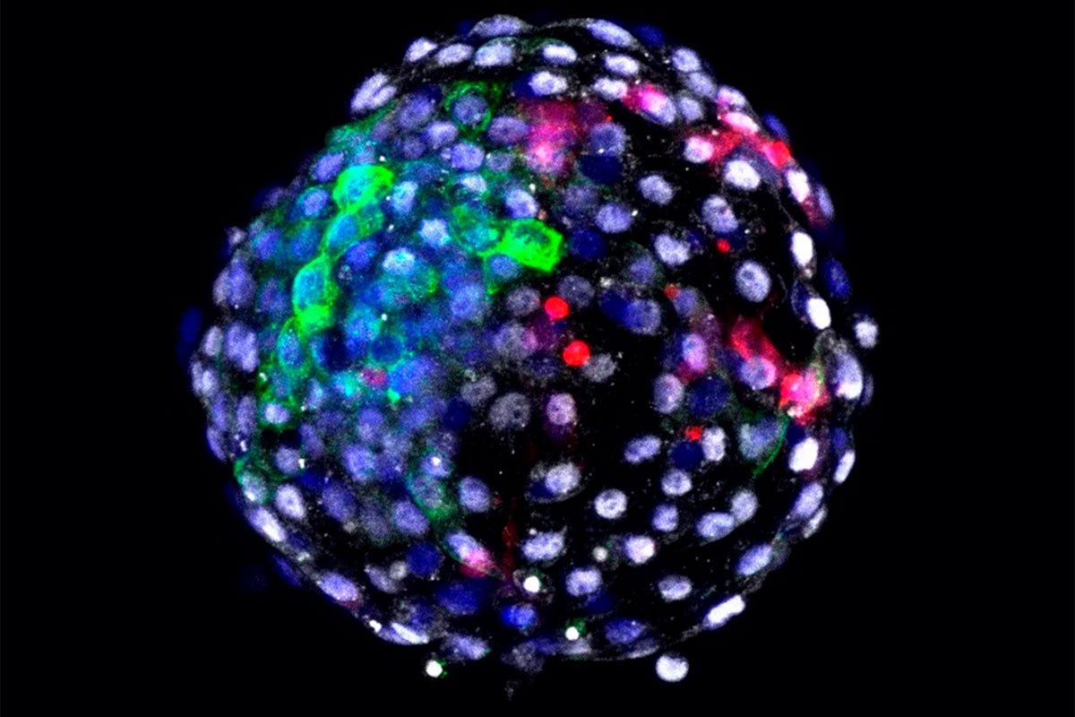Embrión quimérico con células humanas y simias. (FOTO: Weizhi Ji).