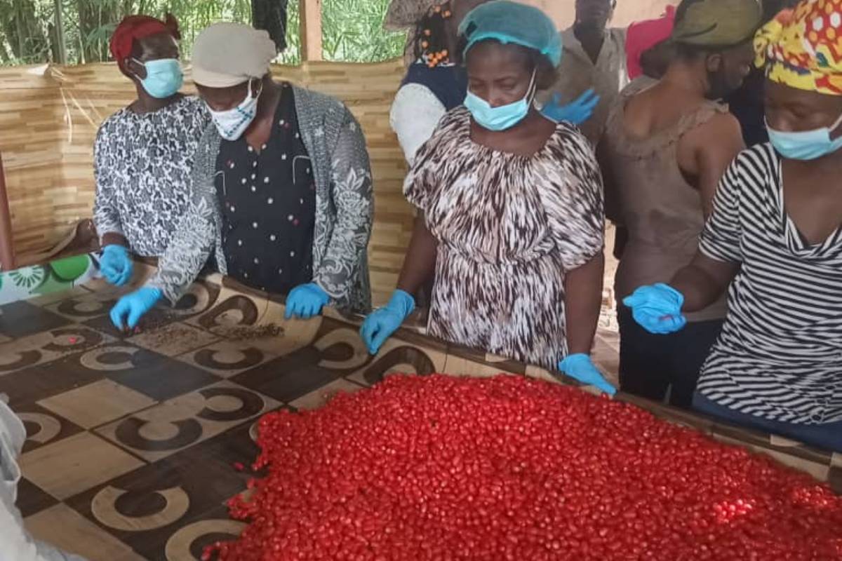 Loan Bensadon y Guillermo Milans del Bosch conocieron en Ghana a agricultores locales que cultivaban una baya que contiene miraculina.