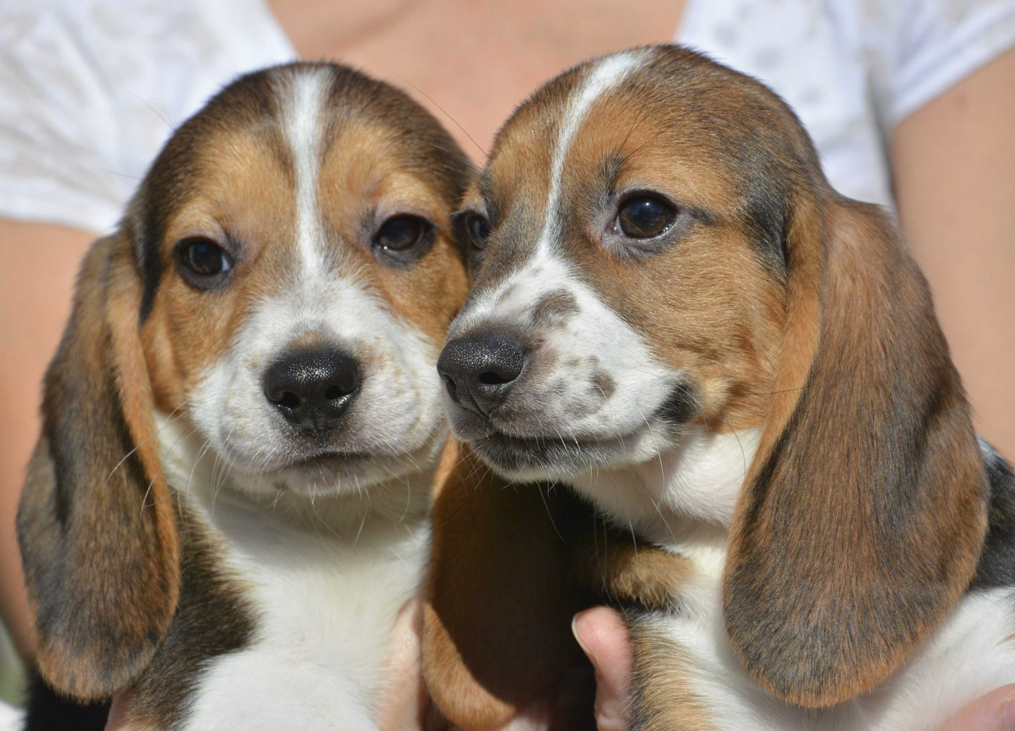 Se han recogido un millón de firmas contra un experimento con cachorros Beagle en España.