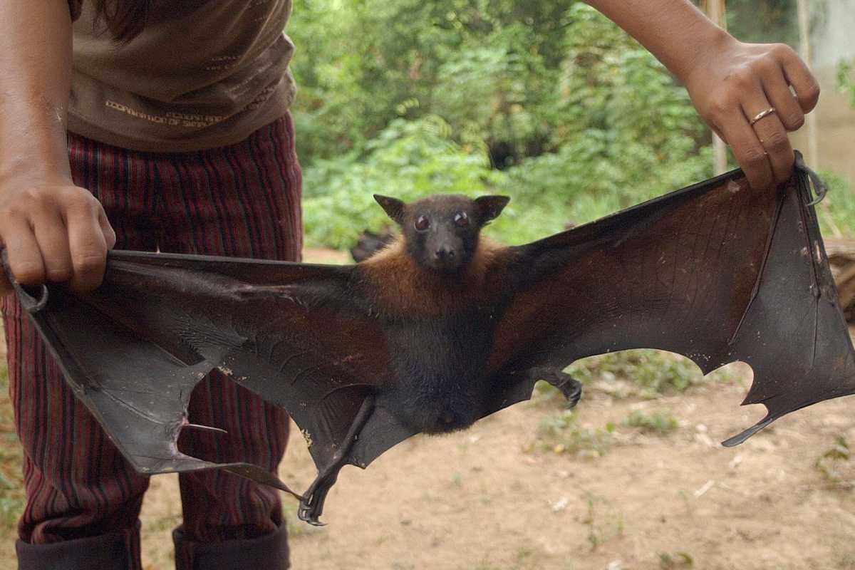 Desde el principio de la pandemia de covid-19 se ha sospechado de los murciélagos. 
