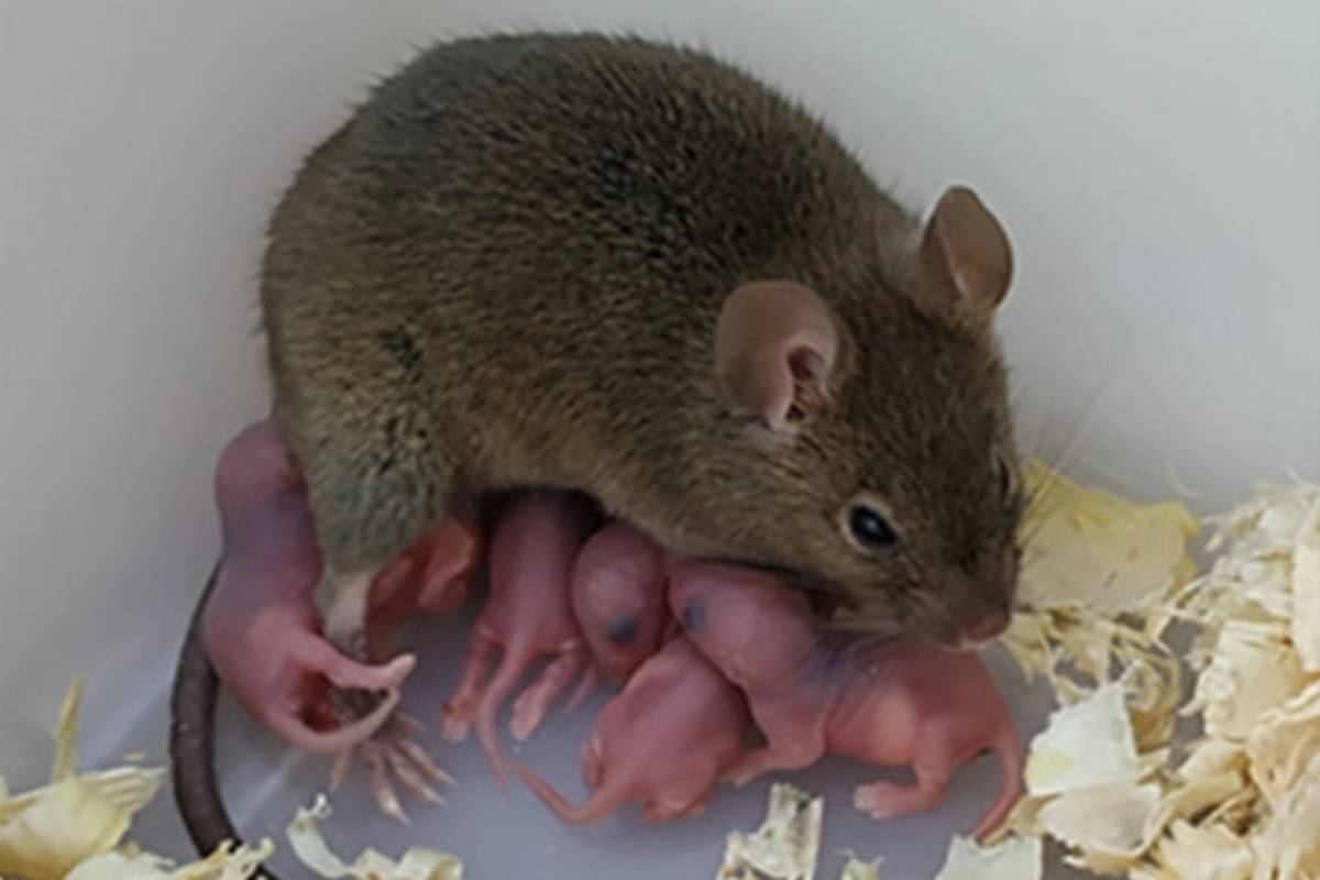 Imagen de las ratas en las que han empleado herramientas epigenéticas de reproducción. FOTO. PNAS. 