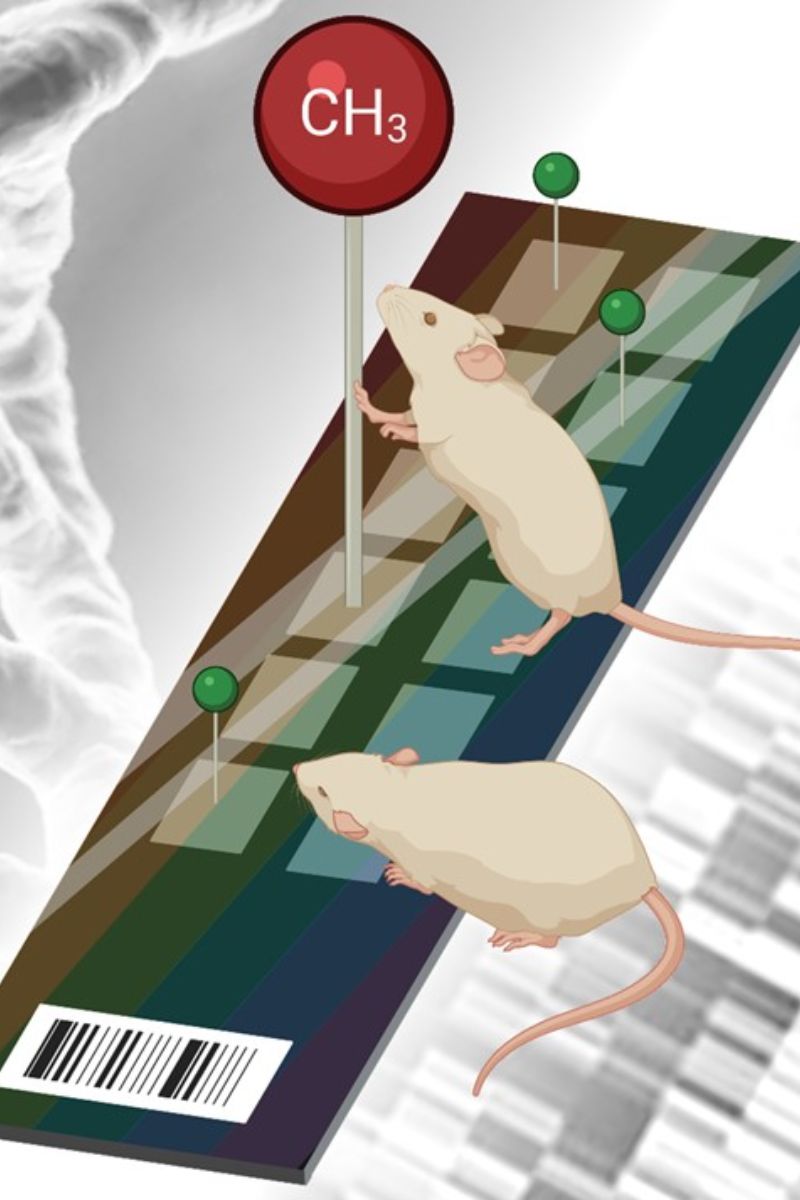 Ilustración art�stica del microchip para estudiar el epigenoma del ratón. FUENTE: Fundación Carreras. 