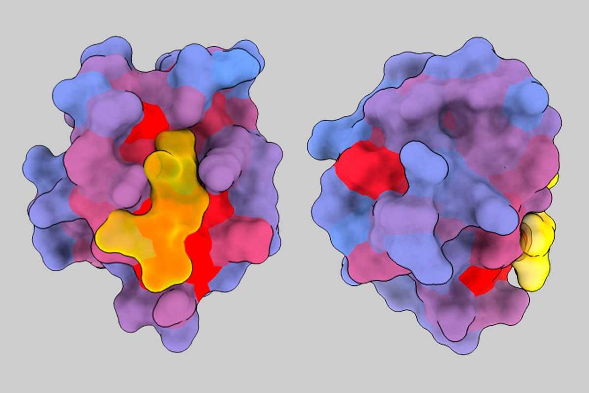 Imagen tridimensional de la proteína humana PSD95-PDZ3 desde diferentes ángulos. Se muestra el compañero de unión CRIPT (amarillo) en el sitio activo con el gradiente de color azul a rojo que indica un potencial creciente de efectos alostéricos. Basado en la entrada 1BE9 del PDB. Imagen: André Faure/CRG