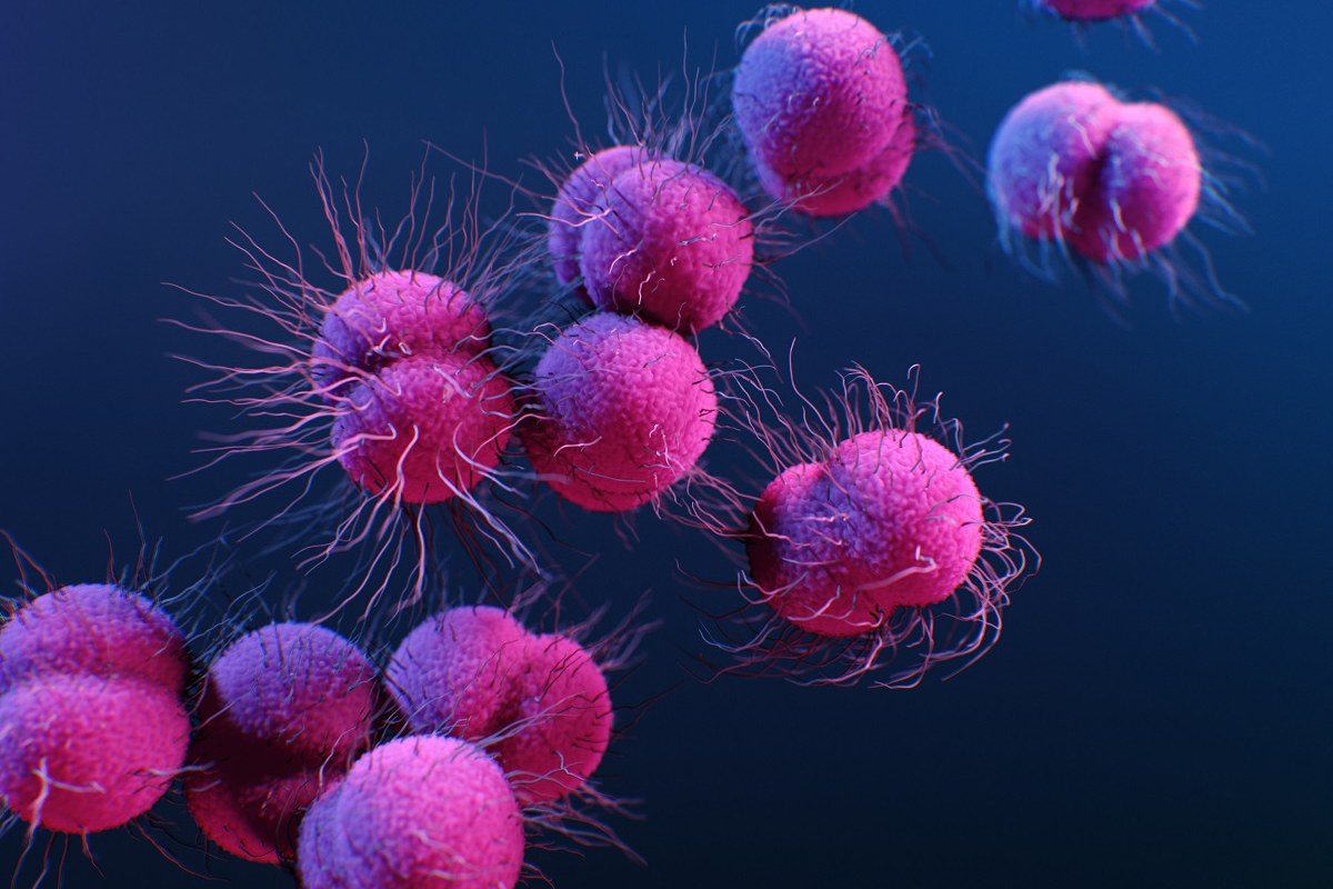 Bacterias del género 'Neisseria gonorrhoeae'. Foto: ALISSA ECKERT/CDC 