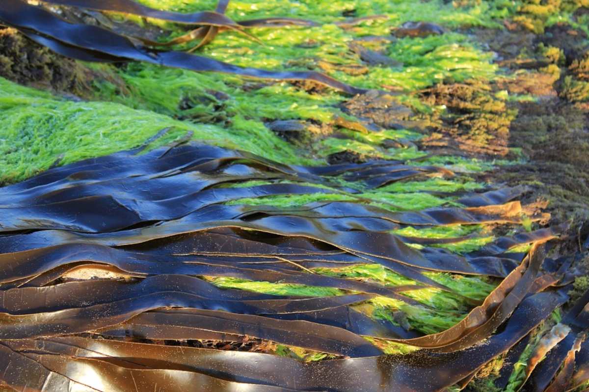 El alginato de calcio, que se extrae de las algas pardas, no es tóxico e incluso comestible. 