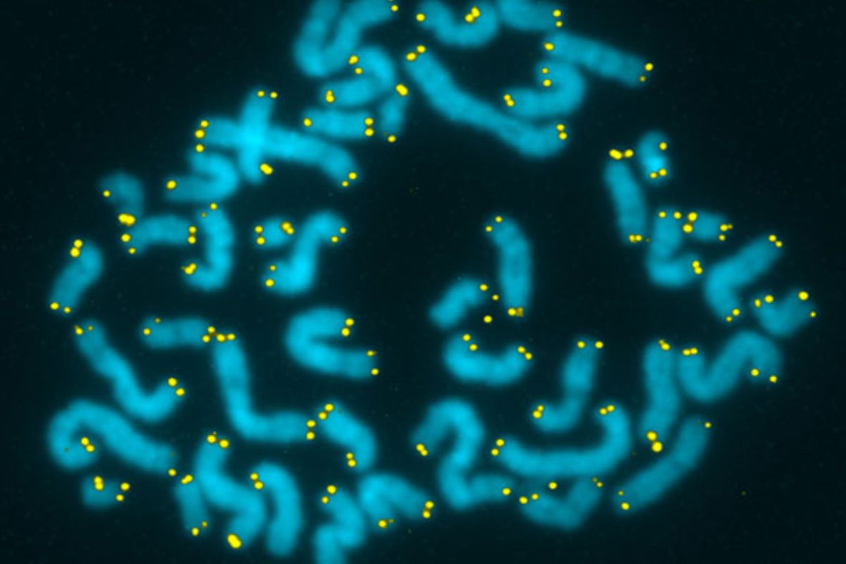 El papel del acortamiento de los telómeros se ha estudiado en numerosas patolog�as. Foto: DM. 