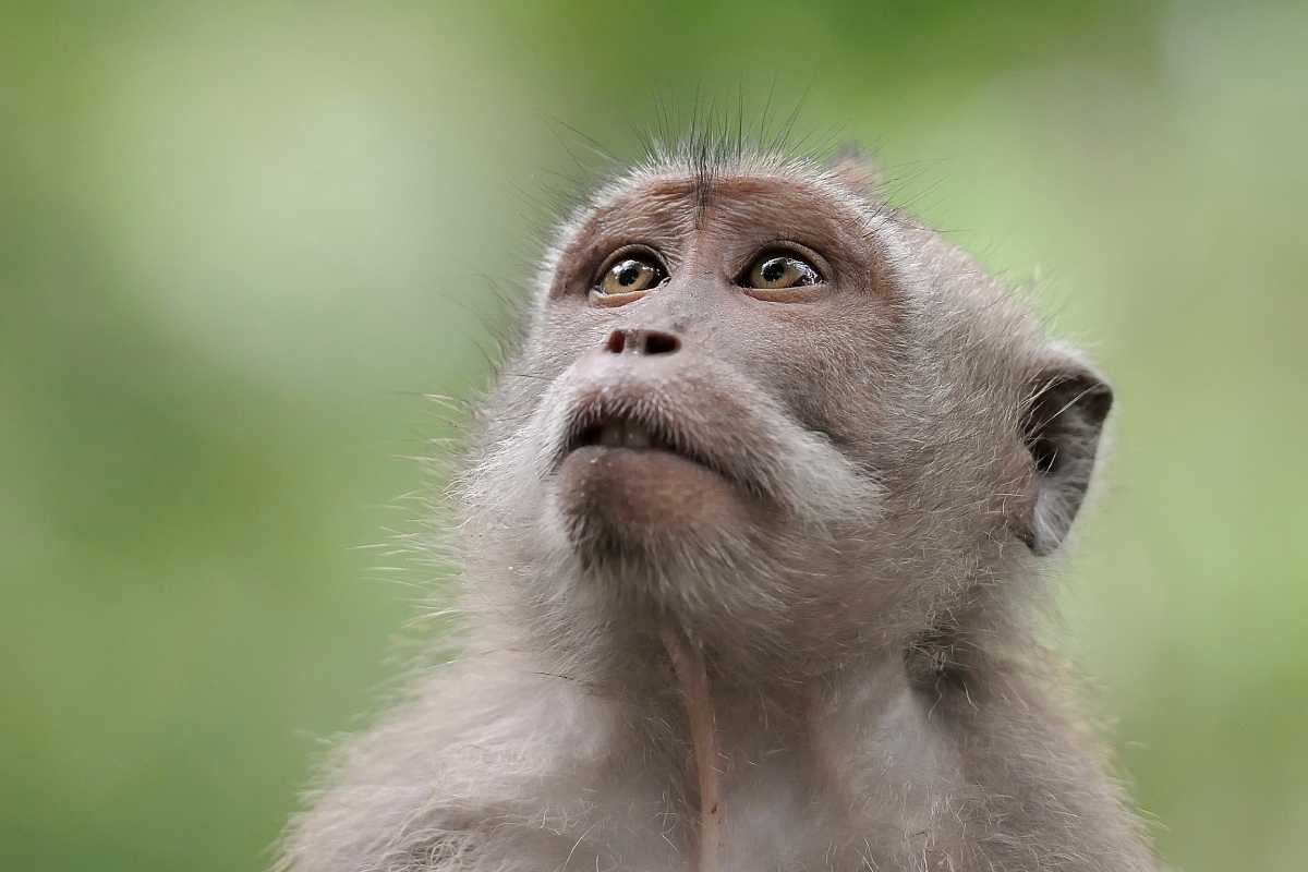 Hay muchas incógnitas aún en relación con la alerta por la llamada viruela del mono.