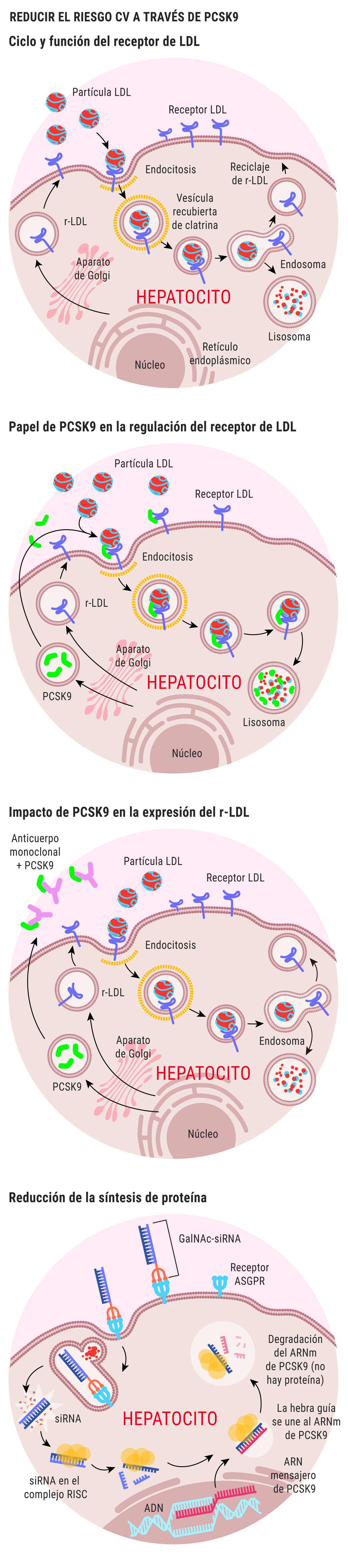 As actúa y se modula PCSK9. Ilustración: DINA SÁNCHEZ