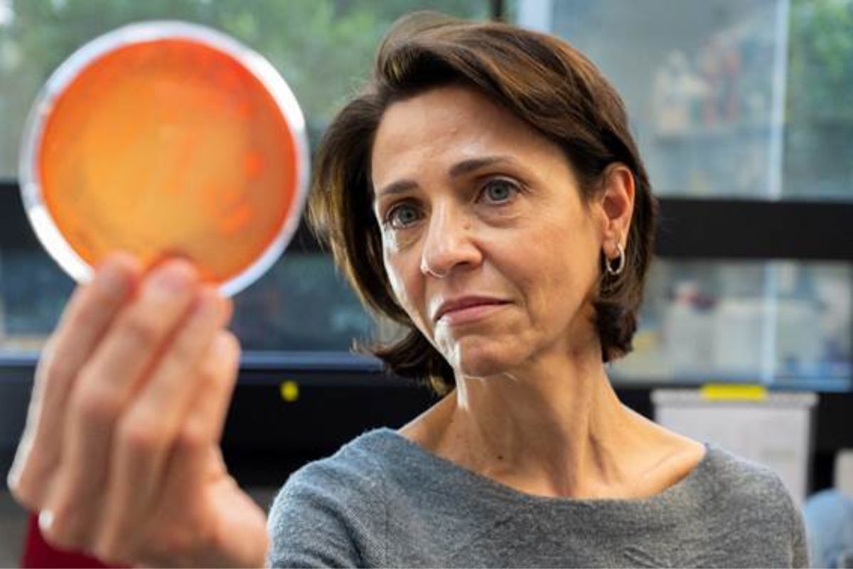 Yolanda Sanz investiga los factores de éxito del trasplante de microbiota. Foto: CÉSAR HERNÁNDEZ. 