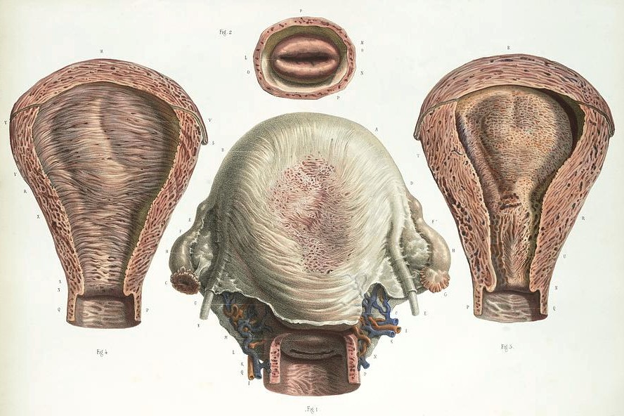 Imagen anatómica del útero: órgano muscular hueco e impar de la pelvis menor femenina. 