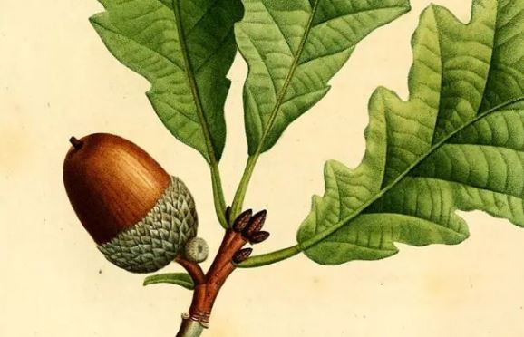 La bellota es el fruto de la encina, del roble y de otros árboles del género 'Quercus'. 