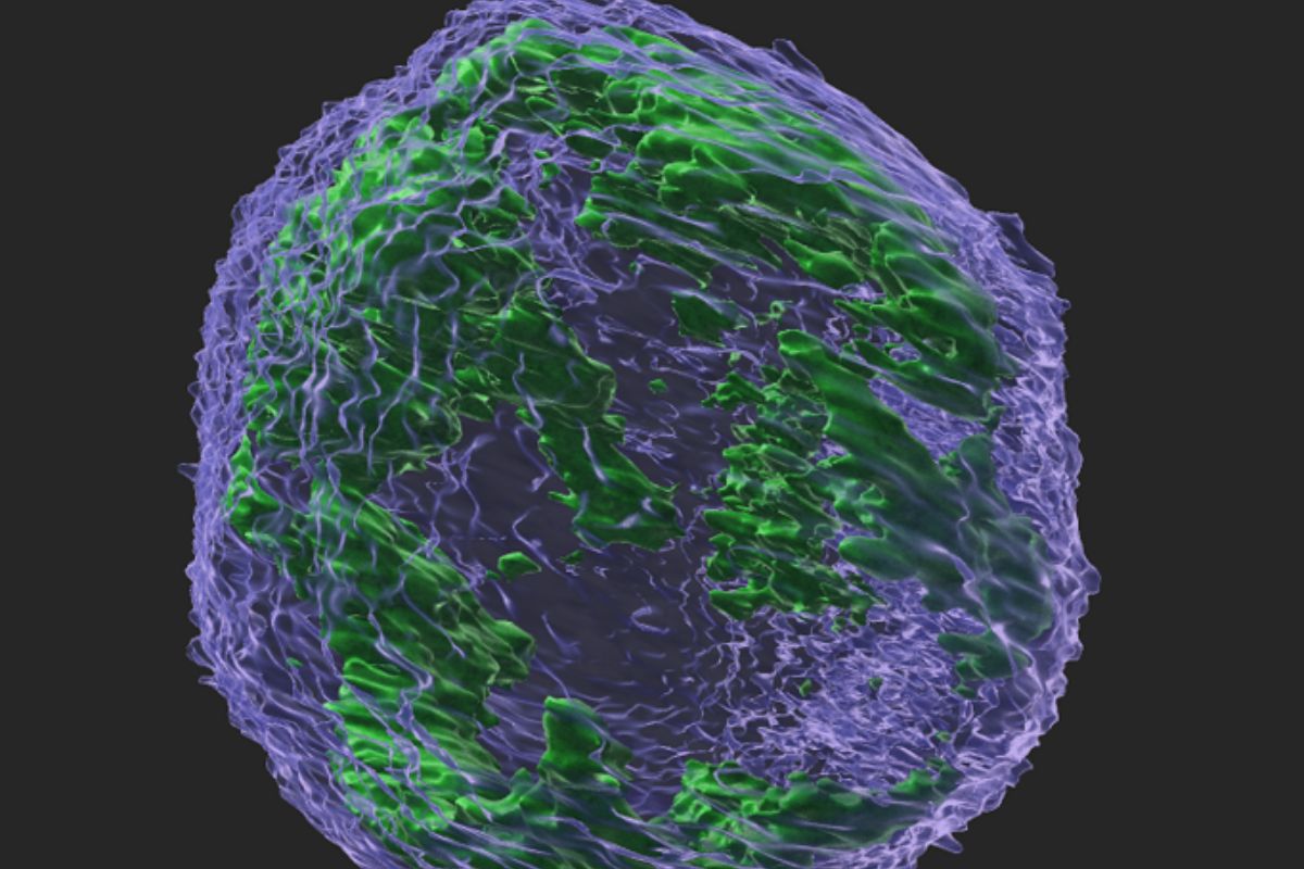 Imagen tridimensional del núcleo de una célula cancerosa que muestra la proteína APOBEC3G (en verde) dentro del núcleo (azul). Imagen: WEILL CORNELL. 