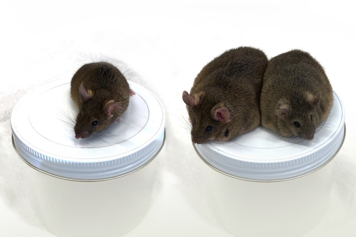 El ratón de la izquierda sirve de control, mientras que los dos de la derecha son individuos de diferentes generaciones, que evidencian la transmisión del fenotipo (obesidad). 