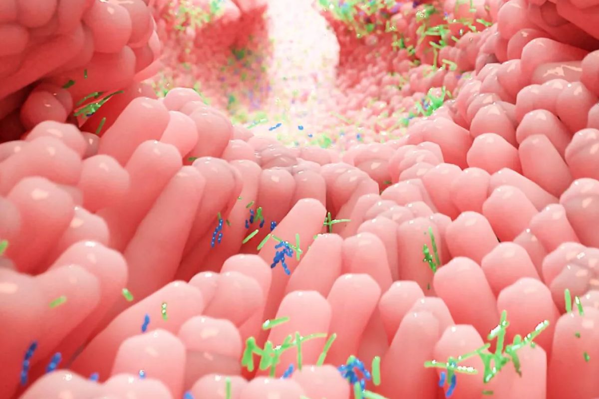 La microbiota parece jugar un papel esencial en ciertas enfermedades. Foto: DM. 