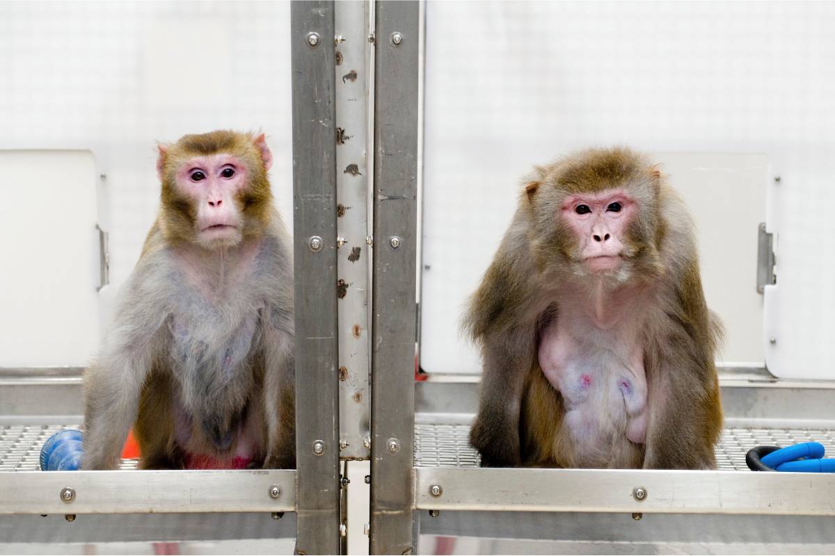 Imagen de archivo de dos macacos en el Centro Nacional de Investigación de Primates de Wisconsin. Foto:.JEFF MILLER 