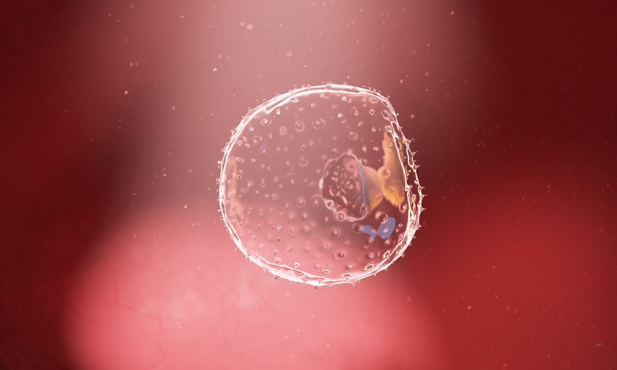 Ilustración en 3D de un embrión humano en la semana 2. Foto: SHUTTERSTOCK. 