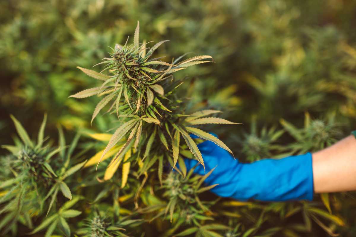 El cannabidiol es compuesto de la planta 'Cannabis sativa'. Foto: DIARIO MÉDICO. 
