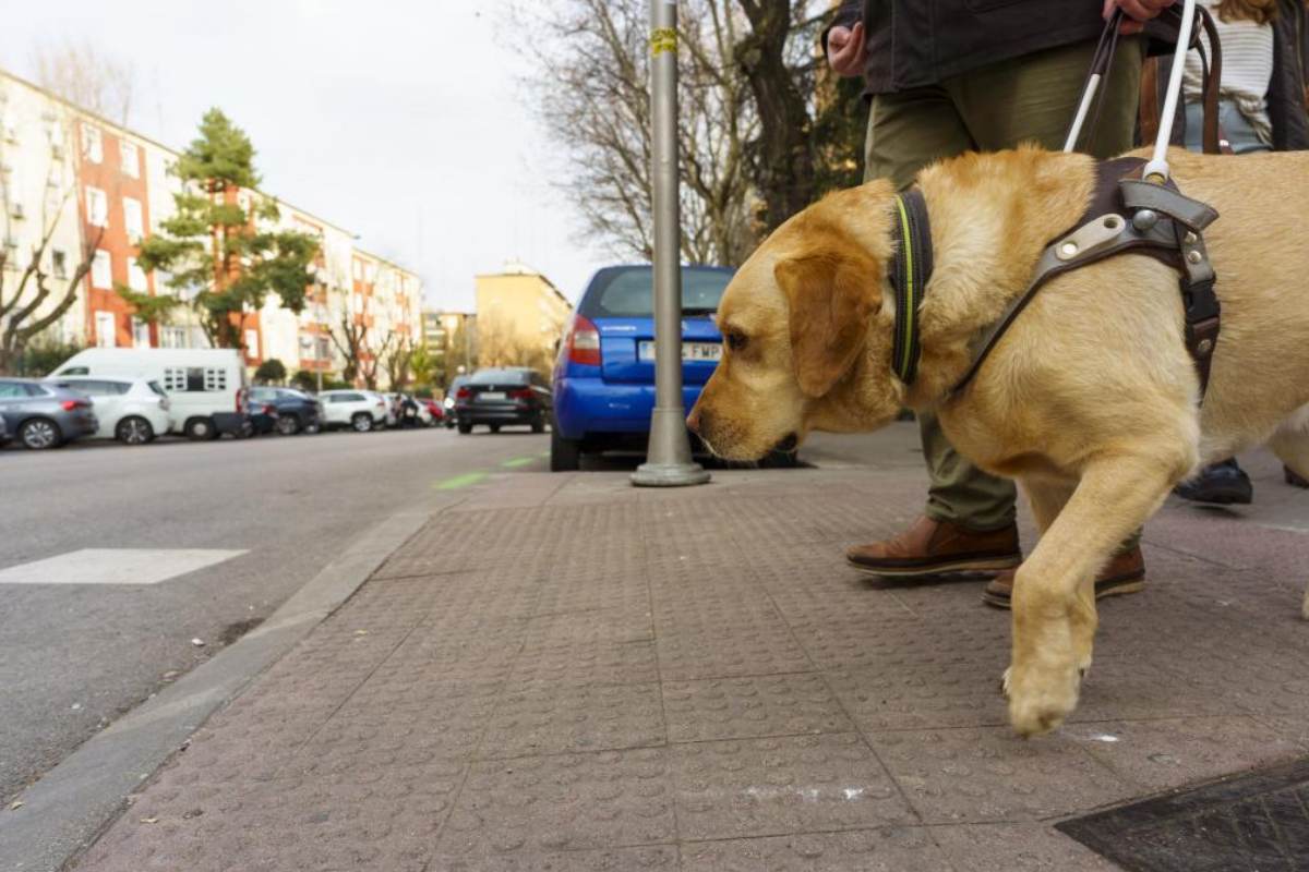 Los perros guía son una excepción a la prohibición de entrada de animales en farmacias. Foto: ÁNGEL NAVARRETE 