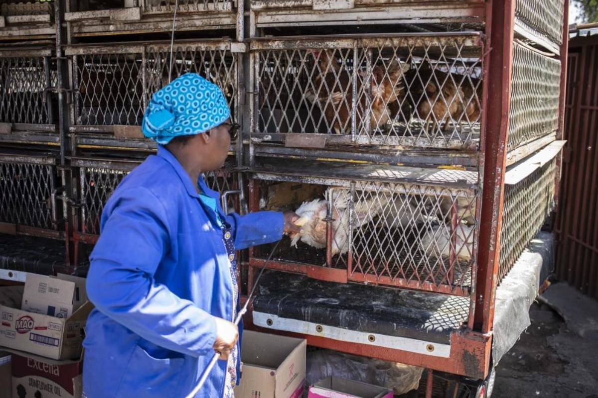 Una trabajadora observa a los pollos en el municipio de Alexandra en Johannesburgo, localidad que ha sufrido varios brotes de gripe aviar este año. Foto: KIM LUDBROOK/ EFE. 