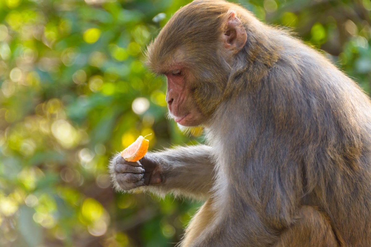 Un macaco comiendo una naranja. Foto: SHUTTERSTOCK. 