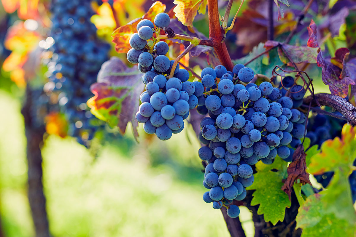 Las mayores concentraciones de resveratrol están en las variedades de uva roja y los productos elaborados con ellas, como el vino tinto. Foto: SHUTTERSTOCK. 