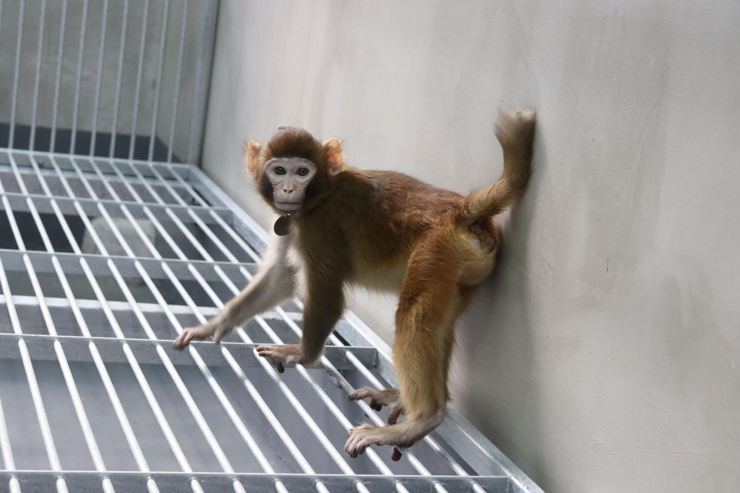 Imagen del mono clonado, en una fotografía tomada a los 17 meses de su nacimiento. Foto: ZHAODI LIAO ET AL 