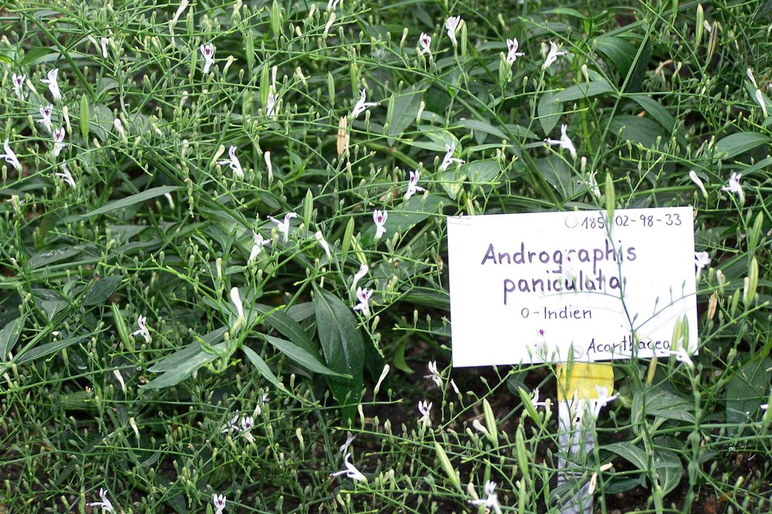'Andrographis paniculata', planta de donde procede el nuevo compuesto. 