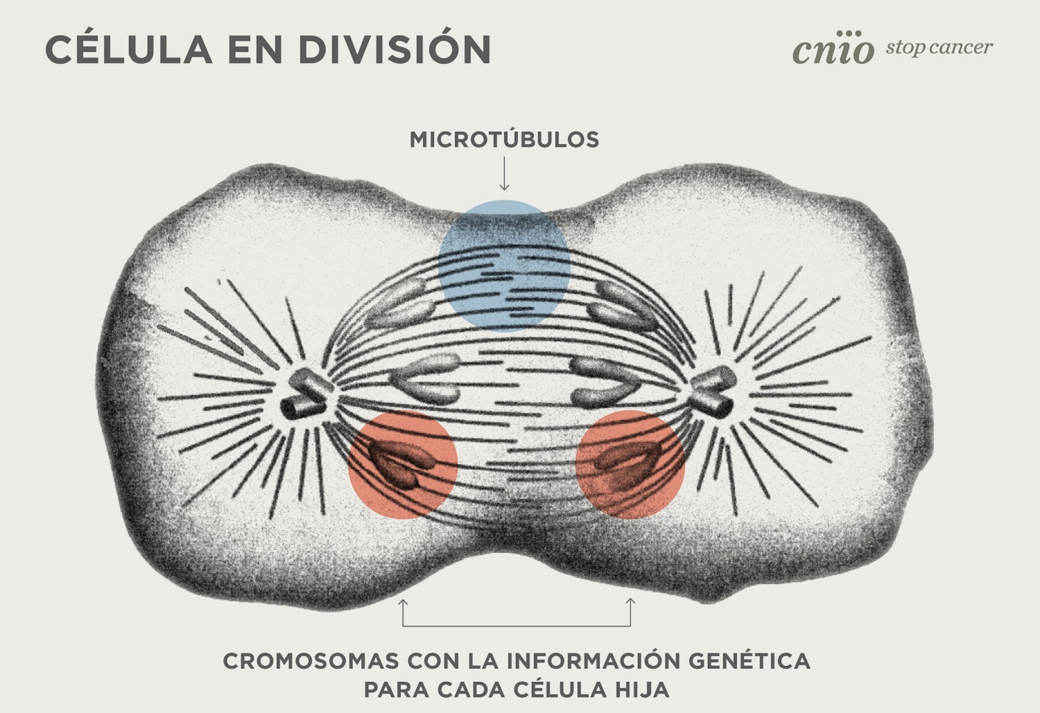 Representación de cómo se forman los microtóbulos. Infografía: CNIO 
