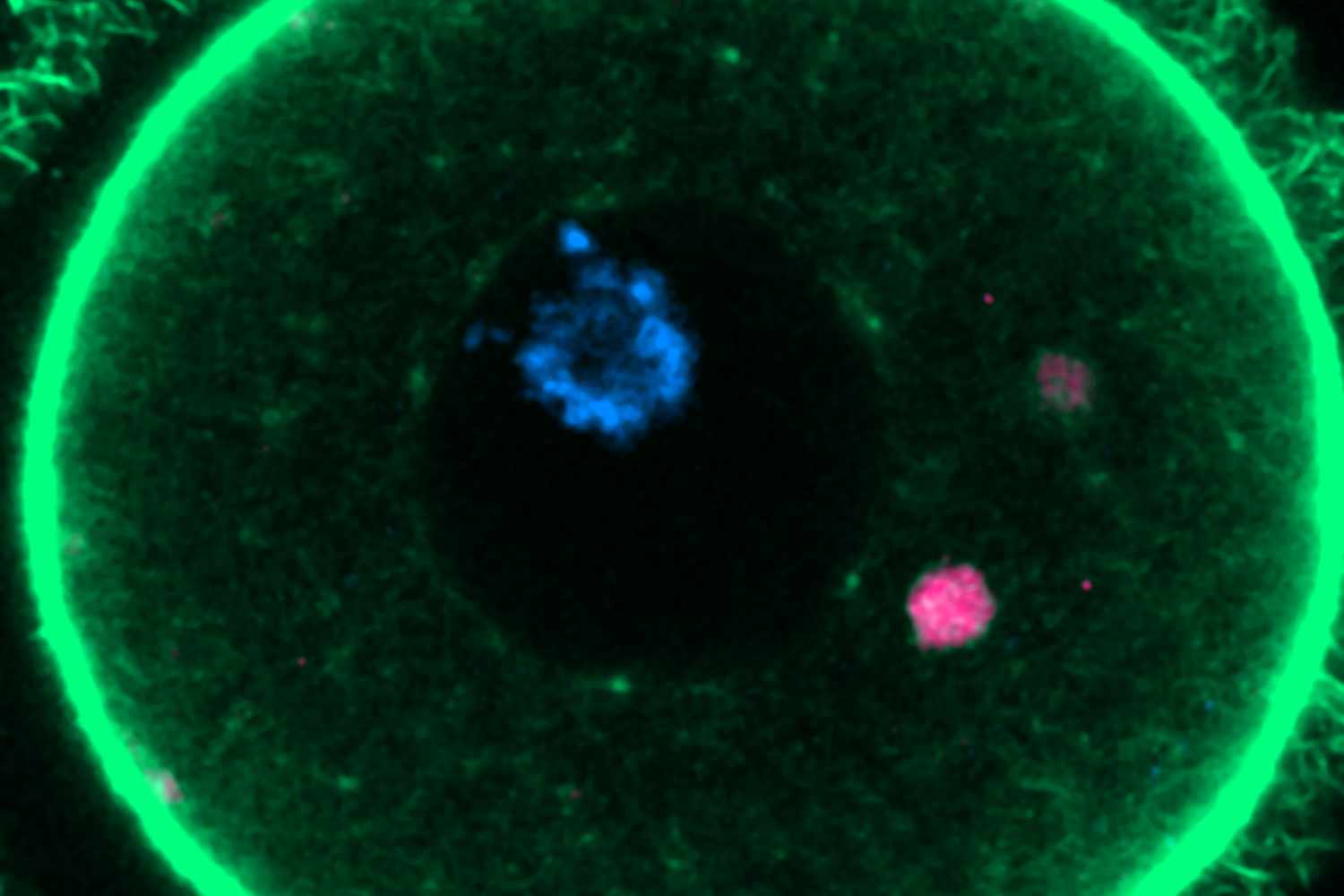 ELVA en fluorescencia (magenta) dentro de un óvulo de ratón. Imagen: GABRIELE ZAFFAGNINI/CRG. 