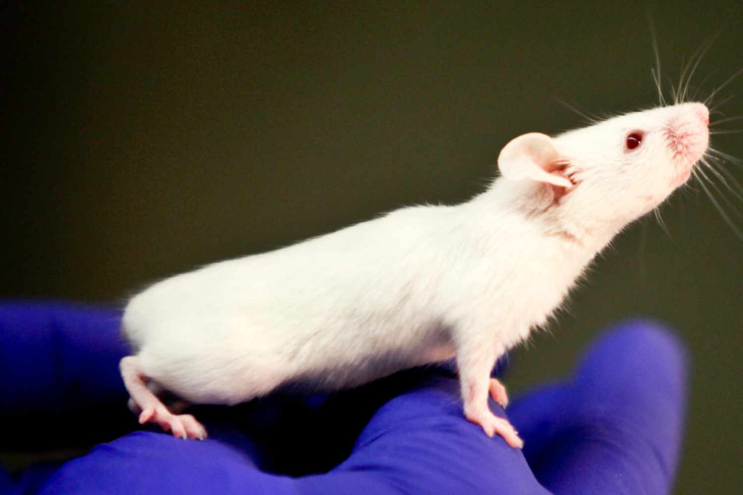 La investigación se ha llevado a cabo con un modelo de ratón despojado de GDF-15 y en cultivos celulares. Foto: DIARIO MÉDICO. 