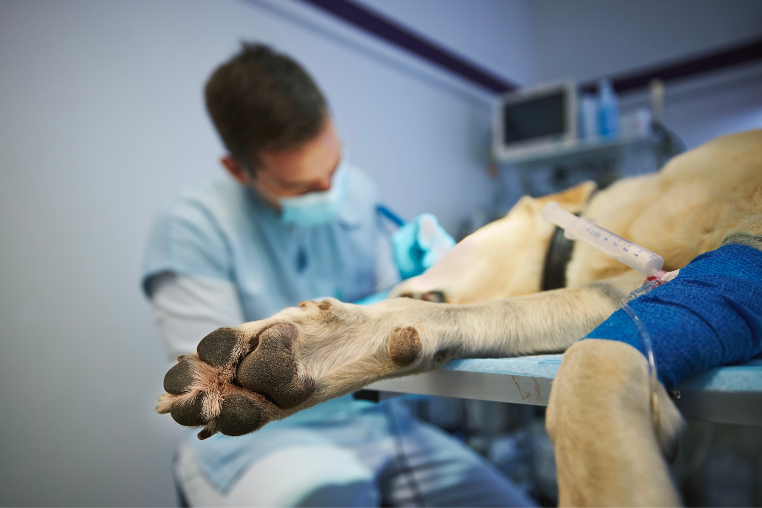 Los inmunológicos son los medicamentos veterinarios de los que la Aemps ha recibido más acontecimientos adversos en 2023. Foto: SHUTTERSTOCK. 