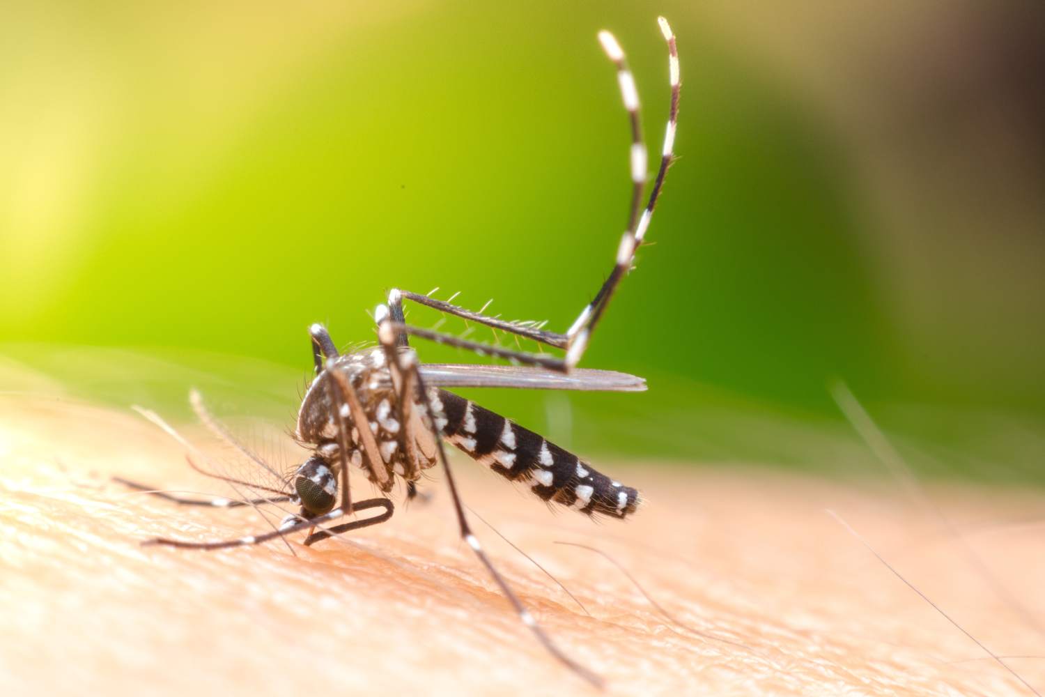 El mosquito Aedes aegypti, responsable de la transmisión del dengue. Foto: SHUTTERSTOCK 