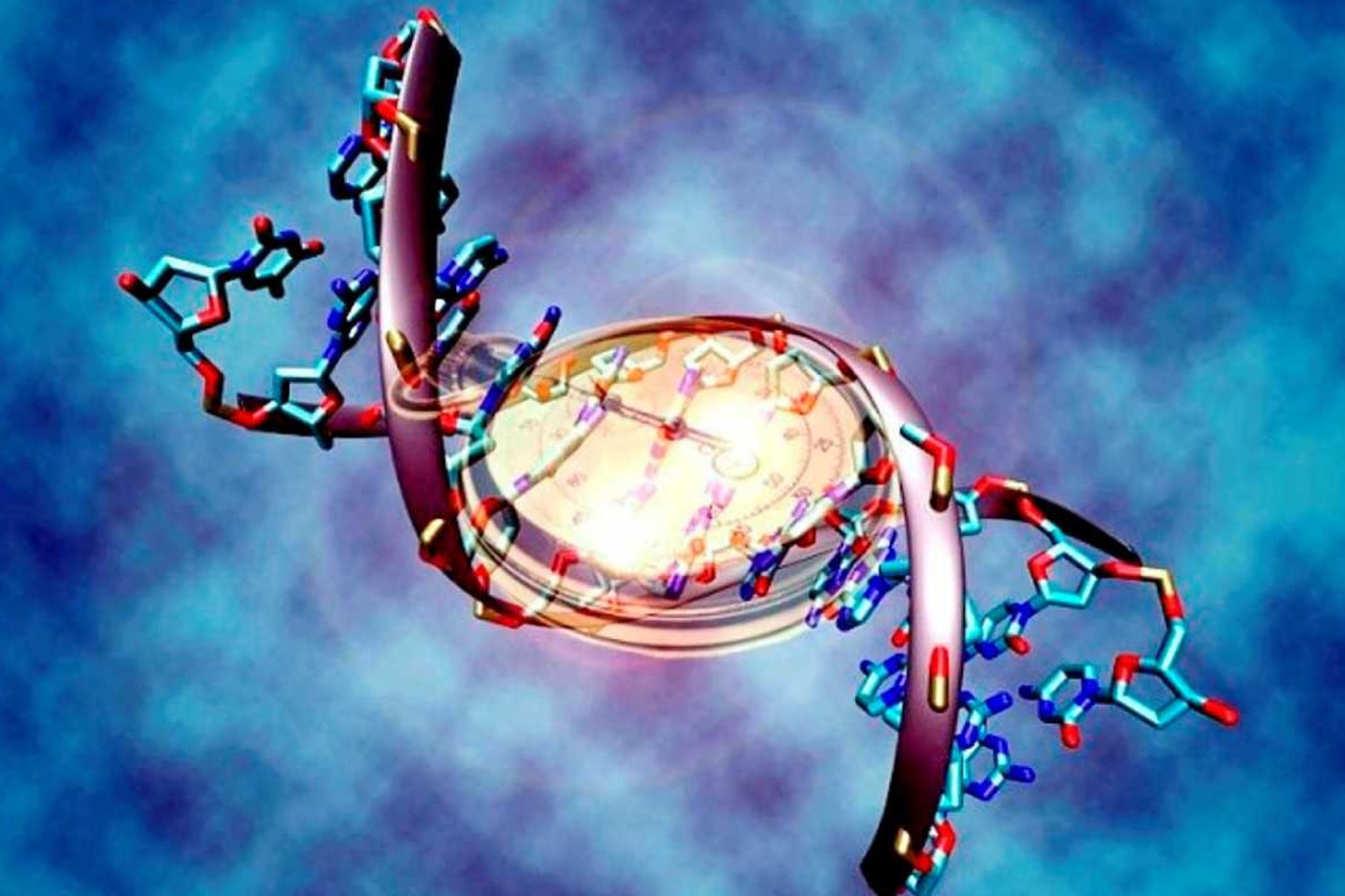 El 'reloj biológico' mide patrones de metilación del ADN asociados al envejecimiento. 