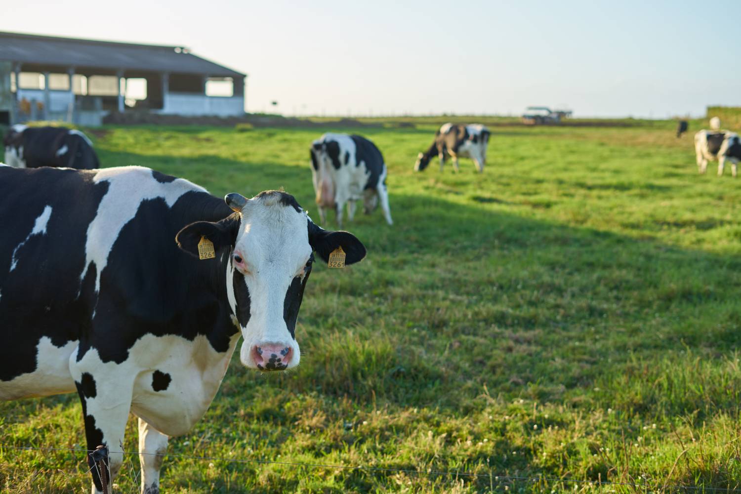 En Estados Unidos, el virus de la gripe aviar H5N1 se ha detectado en 36 rebaños de vacas lecheras. Foto: DREAMSTIME. 