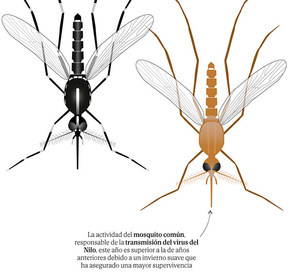 Mosquito común. Gráfico: ISABEL-FERNANDEZ