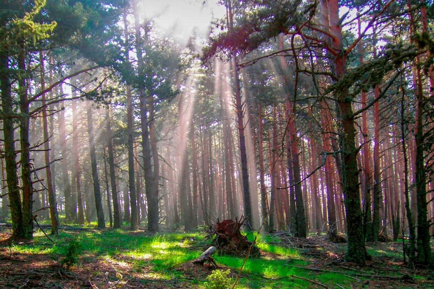 Uno de los bosques con pinares de Ortigosa de Cameros. Foto: AYUNTAMIENTO DE ORTIGOSA DE CAMEROS.