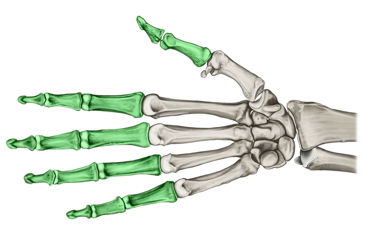 Falange Hand Falangeta | DiarioMedico