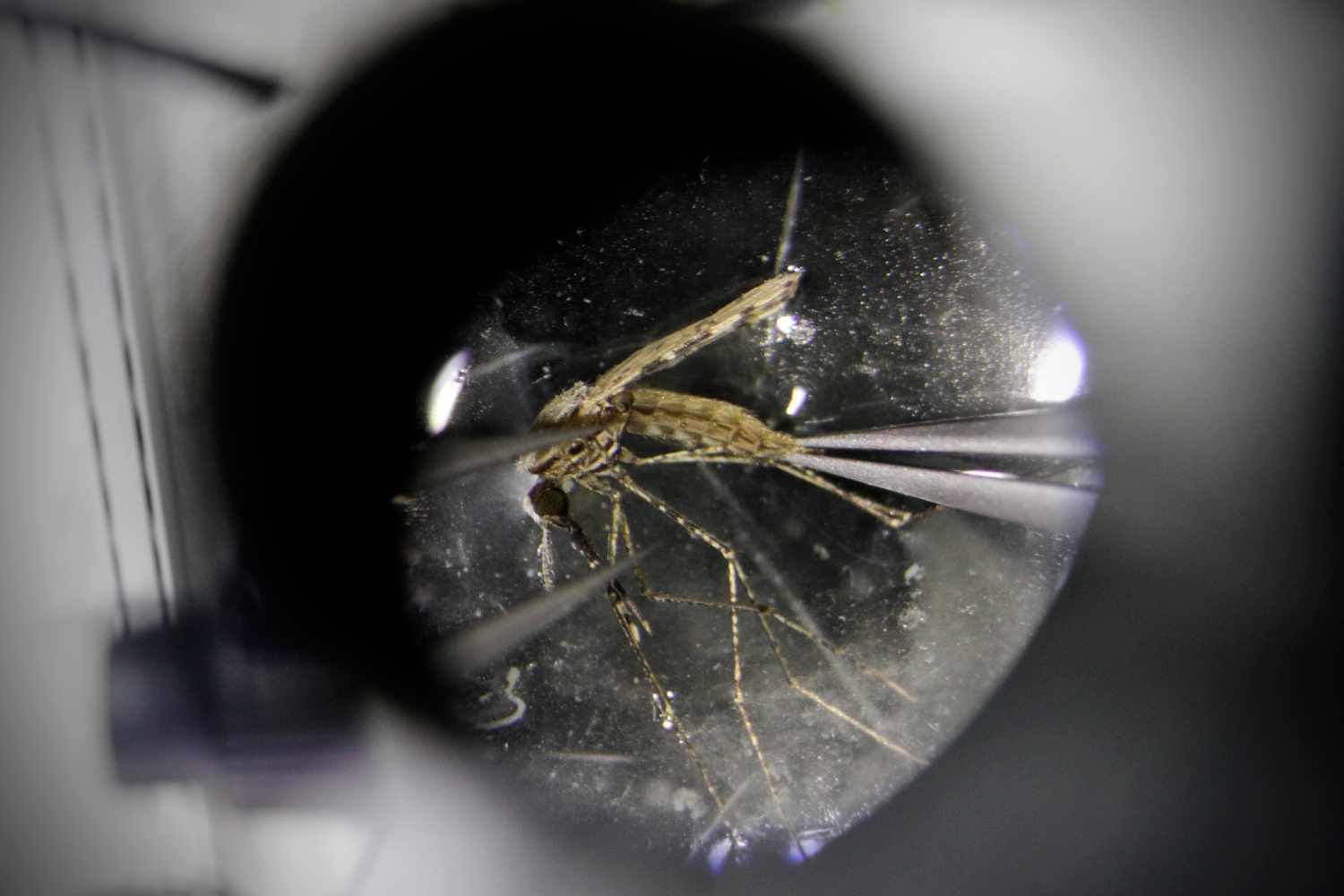 Un análisis con móvil del test rápido de la malaria identifica el riesgo de gravedad