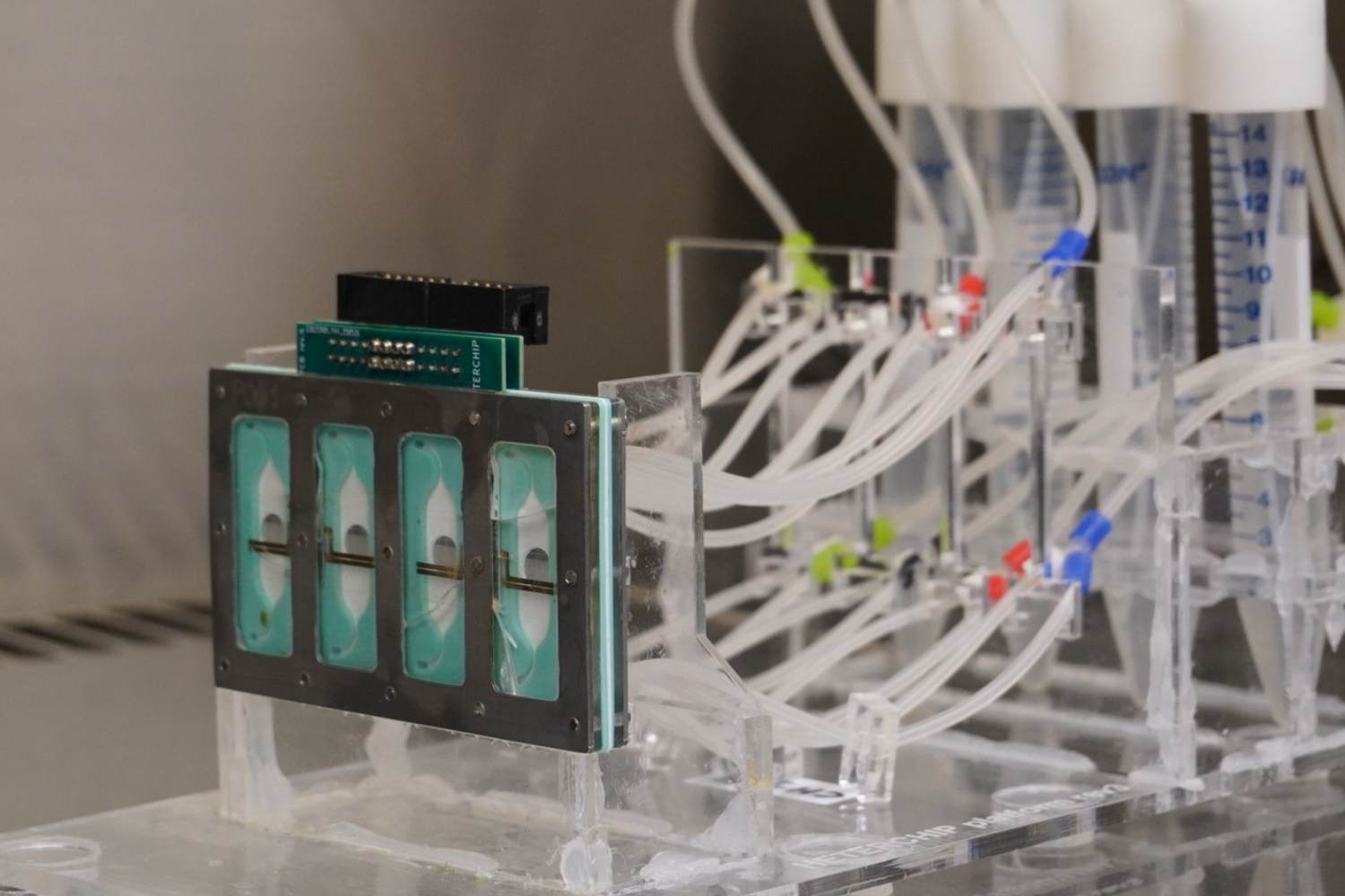 Investigadores españoles recrean un corazón humano en un chip para mejorar la seguridad de los fármacos