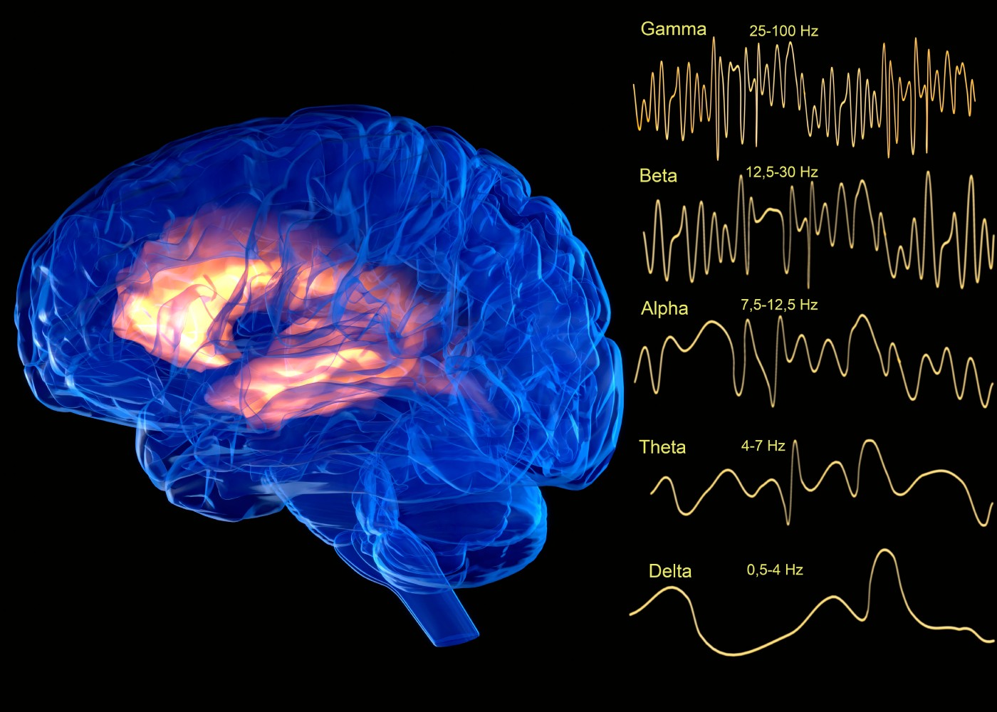 El cerebro tiene un 'radar' para predecir lo imprevisible