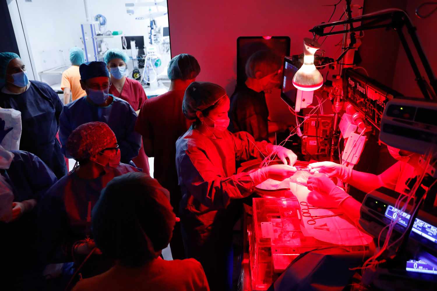 Manipulación de un feto de oveja en la placenta artificial. Foto: FUNDACIÓN "LA CAIXA".