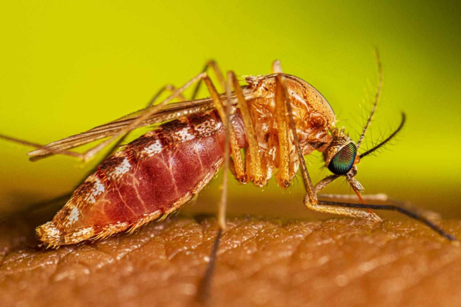 El mosquito 'culex', transmisor del VNO, ¿un 'killer'?