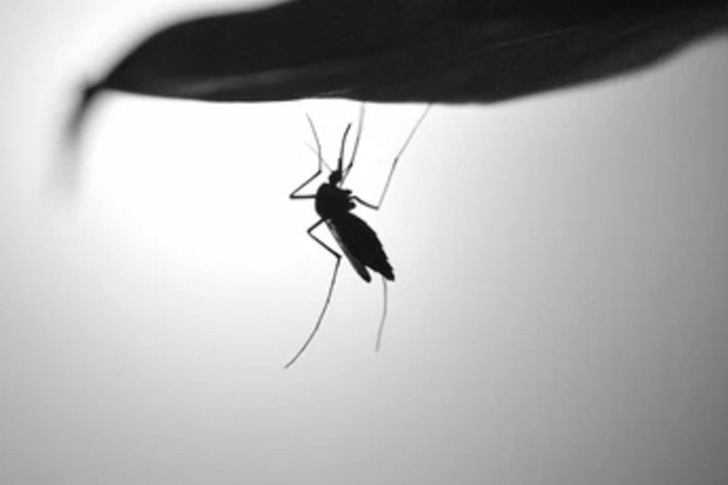 La participación ciudadana, clave para rastrear mosquitos transmisores de enfermedades