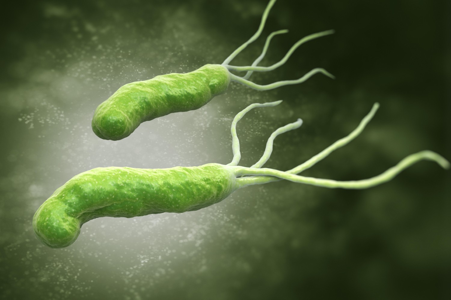 Identifican dos vías por las que 'H. pylori' podría favorecer el SIBO