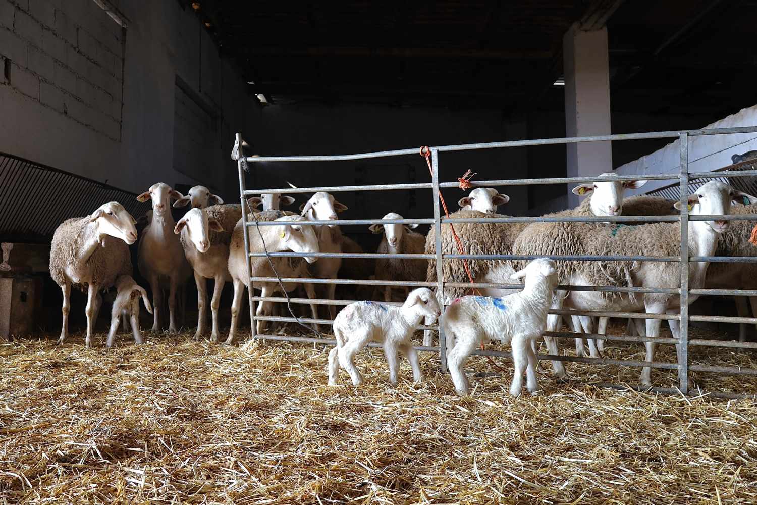 Fiebre Q, una zoonosis con diferencias entre el norte y el sur de España
