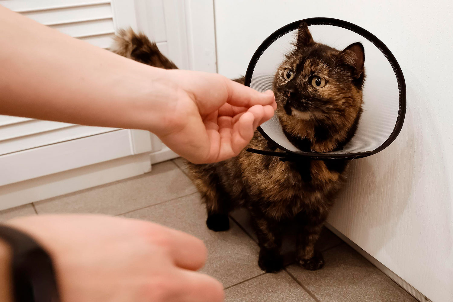 "El paracetamol mata a un gato": cuando el farmacéutico corrige al veterinario