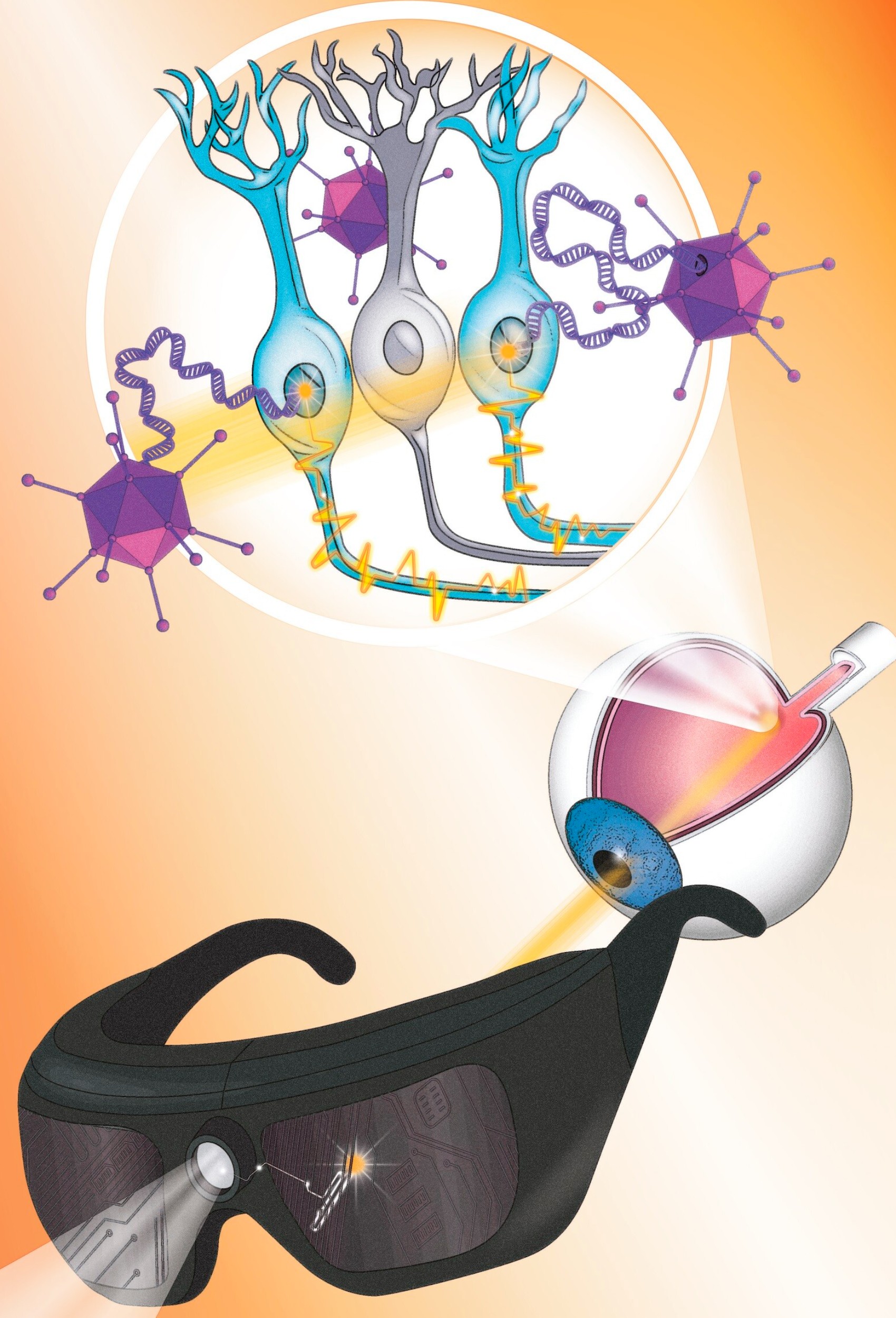 La estrategia combina terapia génica con unas gafas de estimulación visual. Ilustración: CORDON PRESS