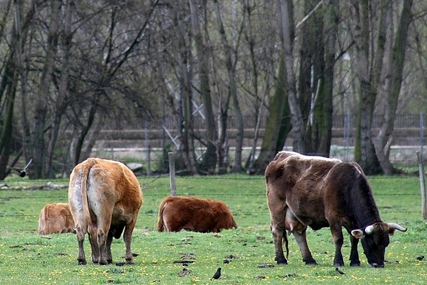España, "en alerta" por el virus Shamonda detectado en varias provincias