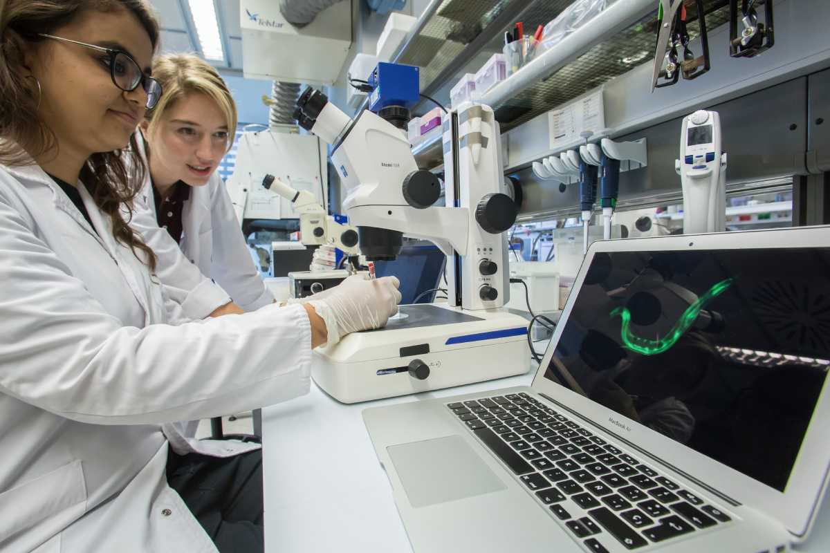 El CRG ha diseñado su máquina para el gusano Caenorhabditis elegans (en la pantalla). Foto: JAUME COSIALLS