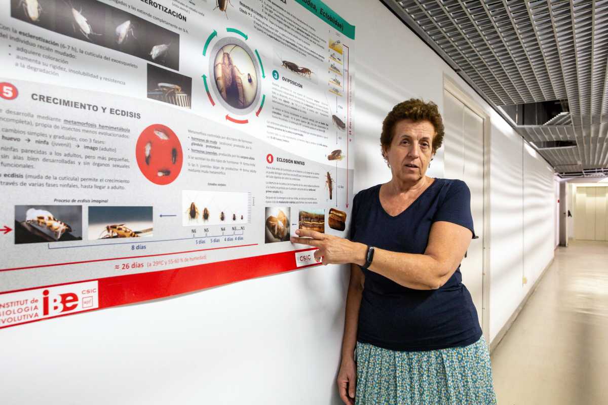 Maria dolors Piulachs, investigadora del IBE de Barcelona. Foto: JAUME COSIALLS